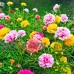 Portulaca Flower Seeds - Double Mix - 1 Oz Seed - Color Mix - Annual Flower Gardening - P. grandiflora   566993595